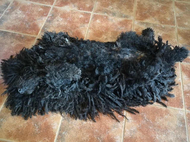 Un perro grande descansando en el suelo de baldosas de nuestra casa rural petfriendly en Girona, perfecta para grupos.