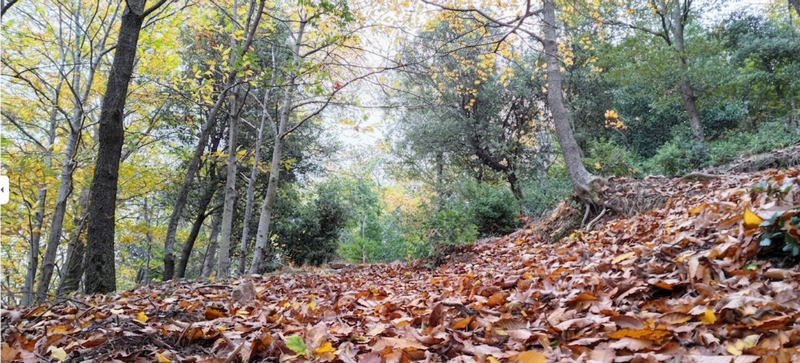 camino del Montseny - casa rural de Can Micos